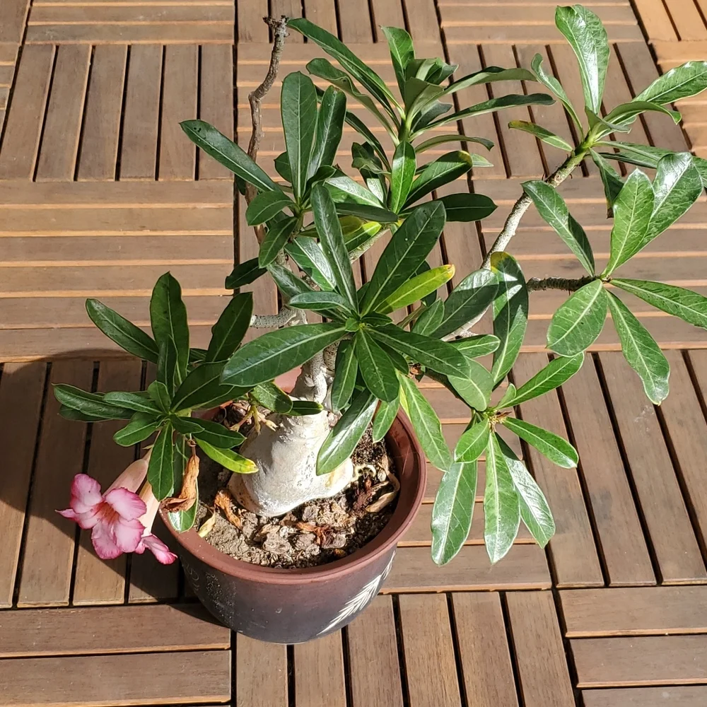 Desert Rose -large - Picture 1 of 4